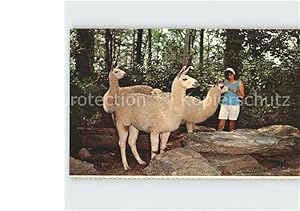 Bild des Verkufers fr Postkarte Carte Postale Tiere Lamas Pocono Wild Animal Farm Stroudsburg Pennsylvania zum Verkauf von Versandhandel Boeger