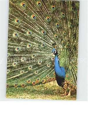 Bild des Verkufers fr Postkarte Carte Postale Vgel Blauer Pfau zum Verkauf von Versandhandel Boeger