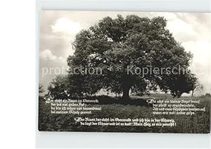 Seller image for Postkarte Carte Postale Bume Trees Rieseneiche Momart Odenwald Gedicht for sale by Versandhandel Boeger