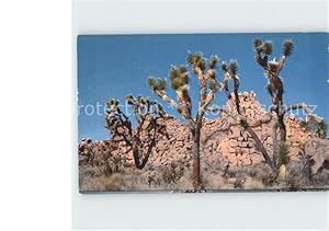 Image du vendeur pour Postkarte Carte Postale Bume Trees Joshua-Tree California mis en vente par Versandhandel Boeger