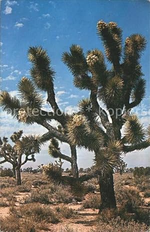 Image du vendeur pour Postkarte Carte Postale Bume Trees Joshua Tree Forest mis en vente par Versandhandel Boeger