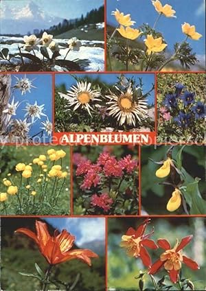 Bild des Verkufers fr Postkarte Carte Postale Blumen Alpenblumen Schneerose Frauenschuh Silberdistel Akelei zum Verkauf von Versandhandel Boeger
