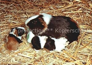 Bild des Verkufers fr Postkarte Carte Postale Tiere Meerschweinchen zum Verkauf von Versandhandel Boeger