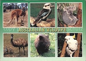 Seller image for Postkarte Carte Postale Tiere Australian Wildlife Red Kangaroo Kookaburra Koala Emu Wombat for sale by Versandhandel Boeger