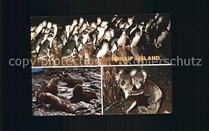 Bild des Verkufers fr Postkarte Carte Postale Tiere Philipp Island Victoria Australia Penguin Seal Koala zum Verkauf von Versandhandel Boeger
