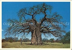 Bild des Verkufers fr Postkarte Carte Postale Bume Trees Baobab Adansonia digitata zum Verkauf von Versandhandel Boeger