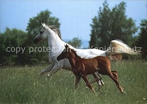 Bild des Verkufers fr Postkarte Carte Postale Pferde Asil Araber Jument et poulin zum Verkauf von Versandhandel Boeger