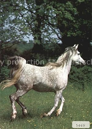 Bild des Verkufers fr Postkarte Carte Postale Pferde Asil Araber zum Verkauf von Versandhandel Boeger
