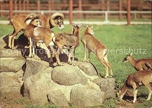 Bild des Verkufers fr Postkarte Carte Postale Tiere Muffelwild Hirschfeld Tierpark zum Verkauf von Versandhandel Boeger