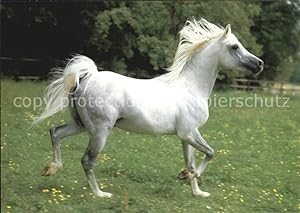 Bild des Verkufers fr Postkarte Carte Postale Pferde Asil-Araber zum Verkauf von Versandhandel Boeger