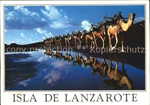 Imagen del vendedor de Postkarte Carte Postale Kamele Isla de Lanzarote Montanas del Fuego a la venta por Versandhandel Boeger