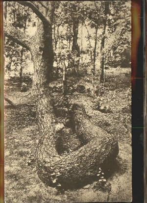 Bild des Verkufers fr Postkarte Carte Postale 40376950 Bendestorf Bendestorf Schlangenbaum x 1930 Bendestorf zum Verkauf von Versandhandel Boeger