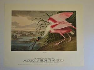 Seller image for Limited Edition Collector's Print for The Audubon Society Baby Elephant Folio AUDUBON'S BIRDS OF AMERICA for sale by Dale Steffey Books, ABAA, ILAB