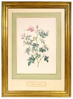 Image du vendeur pour Rosa parvi-flora. mis en vente par Shapero Rare Books