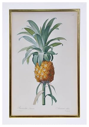 Image du vendeur pour Set of Three Bromelia (Pineapples) mis en vente par Shapero Rare Books