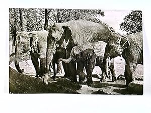 Hamburg-Stellingen, Hagenbeck's Tierpark, Elefanten-Freianlage, AK, gelaufen 1961