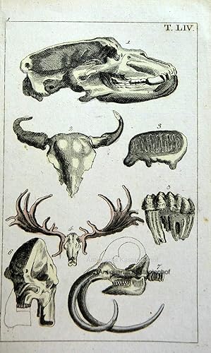 Alt-Kolorierte Radierung T. LIV. sieben Abbildungen vom Höhlenbär, um 1750,