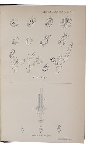 Observations on the Structure and Propagation of the genus Sagitta. - ["ONE OF THE MOST ANOMALOUS...