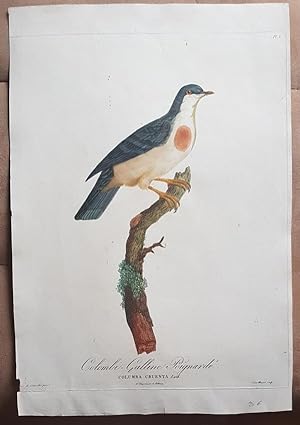 Ornithologie. Taube. Colombi -Calline Poignarde. Columba Cruenta. Original Kupferstich um 1811