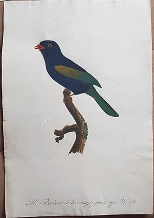 Ornithologie. Le Barbacou à bec rouge jeune age. No.45. Original Kupferstich um 1805