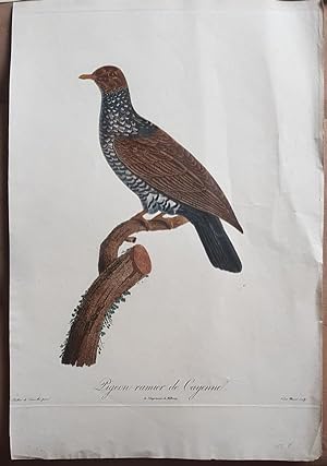 Ornithologie. Pigeon ramier de Gayenne. Original Kupferstich um 1811.