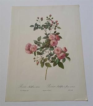 Rosa Multiflora Carnea, Original Colour Lithograph (1954)