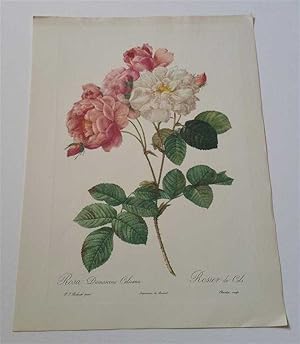 Rosa Damascena Celsiana, Original Colour Lithograph (1954)