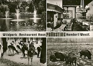 Postkarte Carte Postale 41287315 Handorf Muenster Wildpark Restaurant Proebsting Schweine Handorf