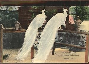 Immagine del venditore per Postkarte Carte Postale 11368821 Voegel White Peacocks Tropical Hobbyland Miami Voegel venduto da Versandhandel Boeger