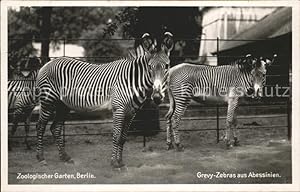 Imagen del vendedor de Postkarte Carte Postale 11592005 Zebra Zoologischer Garten Berlin Grevy-Zebras aus Abessinien Tiere a la venta por Versandhandel Boeger