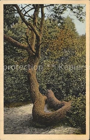 Bild des Verkufers fr Postkarte Carte Postale 41610498 Baeume Trees Schlangenbaum Bendesdorf Pflanzen zum Verkauf von Versandhandel Boeger