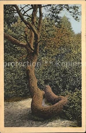 Bild des Verkufers fr Postkarte Carte Postale 41610497 Baeume Trees Schlangenbaum Bendesdorf Pflanzen zum Verkauf von Versandhandel Boeger