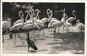 Imagen del vendedor de Postkarte Carte Postale 11618863 Zoo Zoologischer Garten Berlin Flamingos Tiere a la venta por Versandhandel Boeger