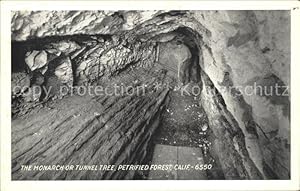 Bild des Verkufers fr Postkarte Carte Postale 11724260 Baeume Trees The Monarch Tunnel Tree Petrified Forest California Baeum zum Verkauf von Versandhandel Boeger