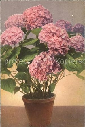 Bild des Verkufers fr Postkarte Carte Postale 11740460 Blumen Hortensien Blumen zum Verkauf von Versandhandel Boeger