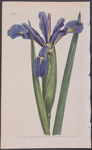 Iris - Long-leaved Flag by William Curtis: (1787) Art / Print / Poster ...