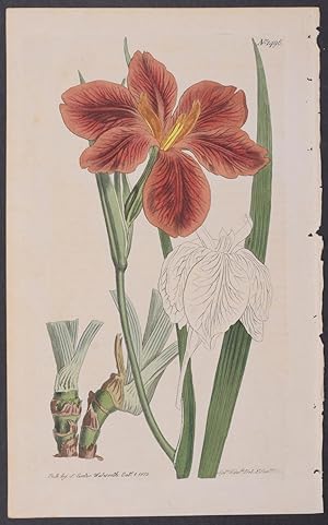 Tawny or Copper-Coloured Iris