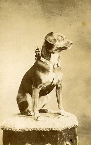 France Rouen Posing Dog Portrait Old CDV Photo circa 1900