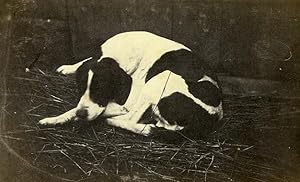 France Sleeping Dog Portrait Old Photo 1870
