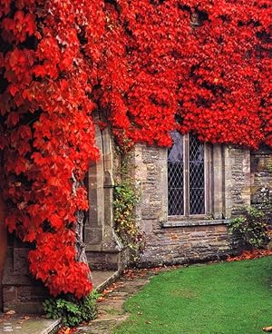 Seller image for Ramblers, scramblers & twiners : high-performance climbing plants & wall shrubs [Part 1 Planning and planting: challenges and opportunities; space, illusion and plants; walls, fences, screens; pergolas and other structures; support aids; planting and plant association; water, feeding and maintenance. Part 2 The walls: walls and microclimates; the three wall zones; the north-facing wall; the south-facing wall; the east-facing wall; the west-facing wall. Part 3 The plants: self-clinging climbers; twiners; ramblers and scramblers; wall shrubs; wall base plants; annuals; the more tender plants] for sale by Joseph Valles - Books