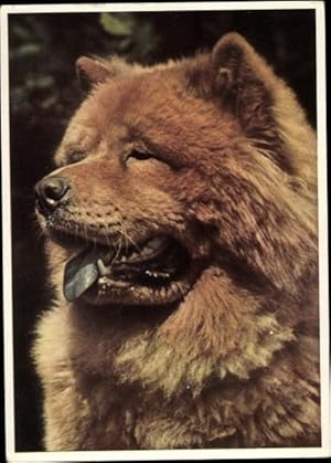 Ansichtskarte / Postkarte Portrait eines chinesischen Hundes Chow Chow