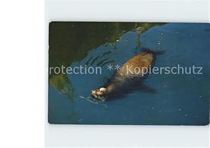 Seller image for Postkarte Carte Postale 11776151 Seehunde Robben Oscar Sea Lion Monterey Bay Seehunde Robben for sale by Versandhandel Boeger