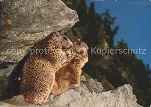 Peluche marmotte assise grise - 28 cm - Label Emmaüs