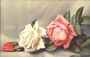 Seller image for Postkarte Carte Postale 11930533 Rosen Rot Weiss Rosa Pflanzen for sale by Versandhandel Boeger