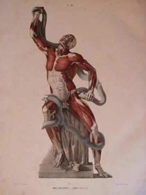 Anatomie des formes du corps humain à l'usage des peintres et des sculpteurs. Atlas et texte.