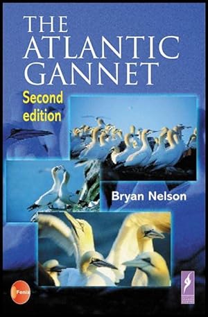 The Atlantic Gannet.