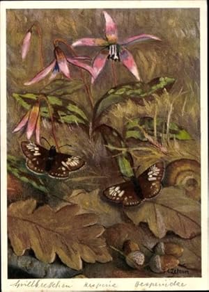 Künstler Ansichtskarte / Postkarte Hesperiidae, Hesperia malvae L., Spielbrettchen