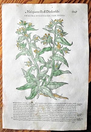 Antique Woodcut Engravings: Botany- VN' Altra Buglossa Col Fior Negro and Cinoglossa Vera