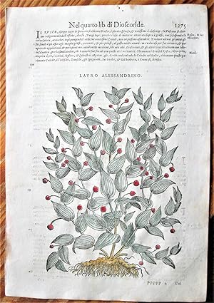 Antique Woodcut Engraving: Botany- Lauro Alessandrino