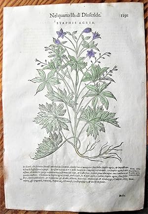Antique Woodcut Engravings: Botany- Staphis Agria and Thapsia